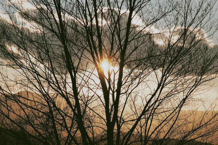 Low angle view of silhouette bare trees against sky during sunset