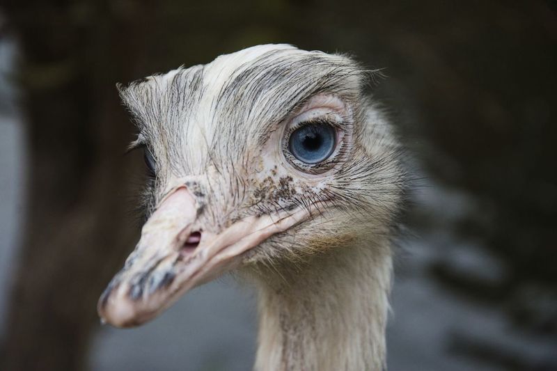 Close-up portrait of ostrich with blue eyes