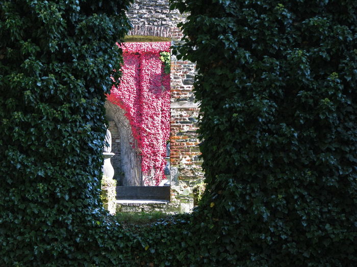 Old building seen through window amidst ivy covered wall