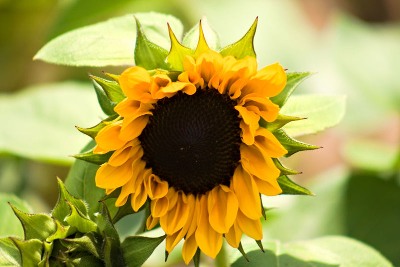 Close-up of sunflower