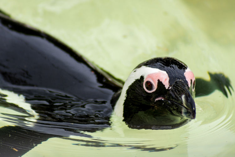Close-up of penguin swimming in water
