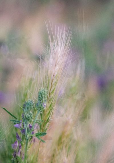 Close-up of dandelion flower on field