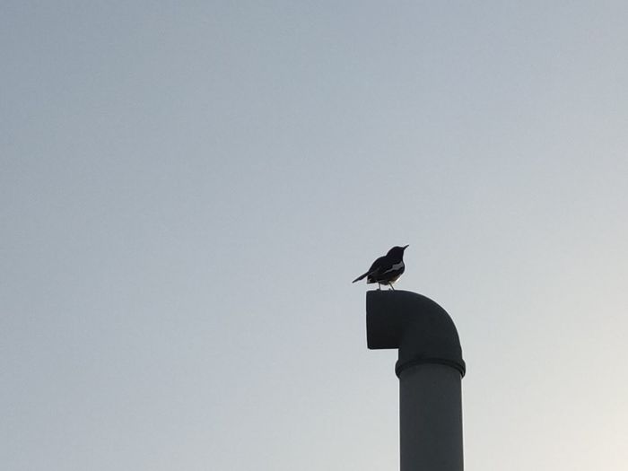 Low angle view of bird perching on a building