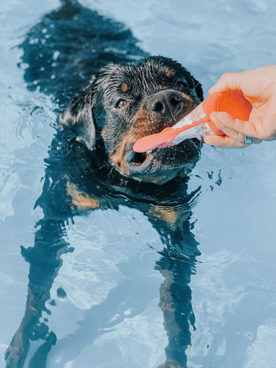 Person holding dog in swimming pool