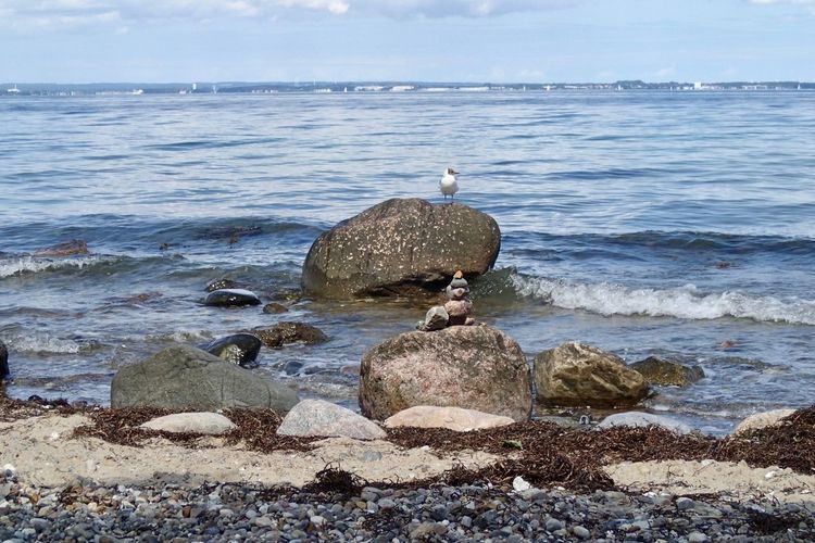 Seagull perching on rock in sea