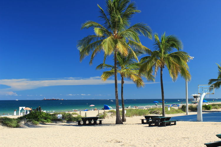 Palm trees on beach against clear blue sky