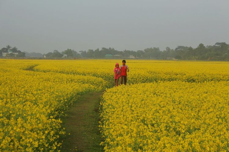 Rear view of woman with yellow flowers on field