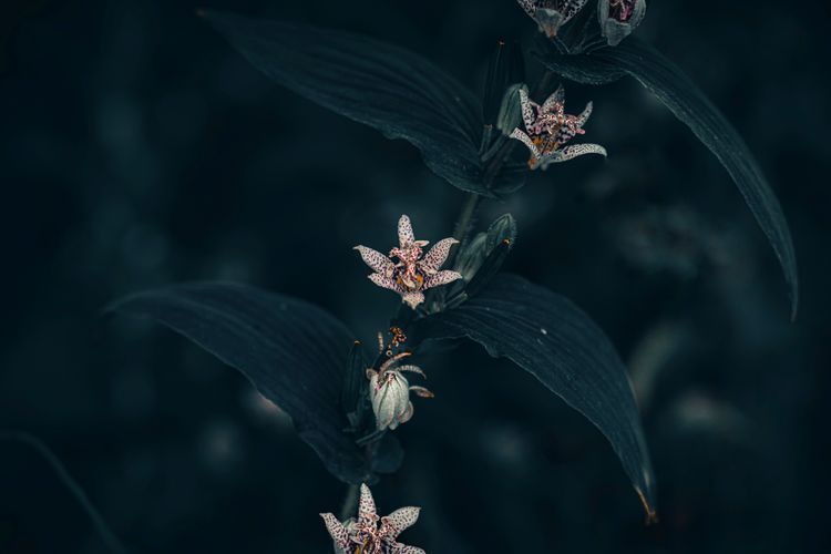 Close-up of red flowering plant
