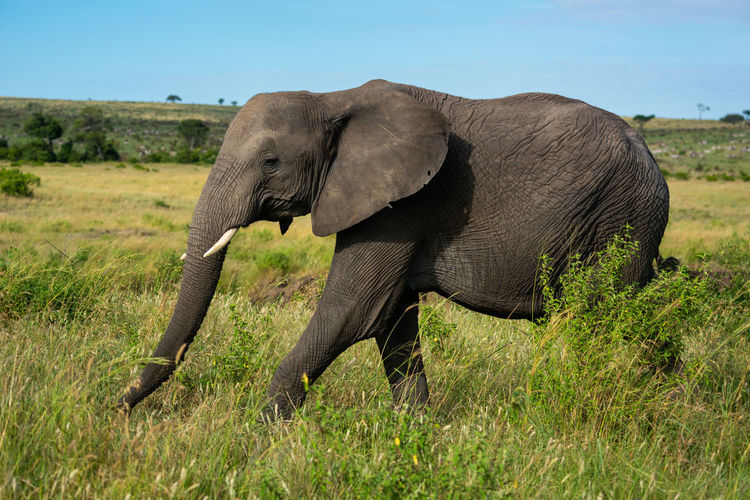 African elephant walks past bush in savannah
