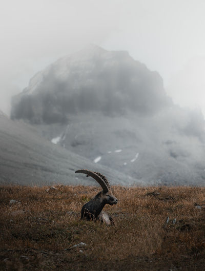 Antler sitting on field against mountain