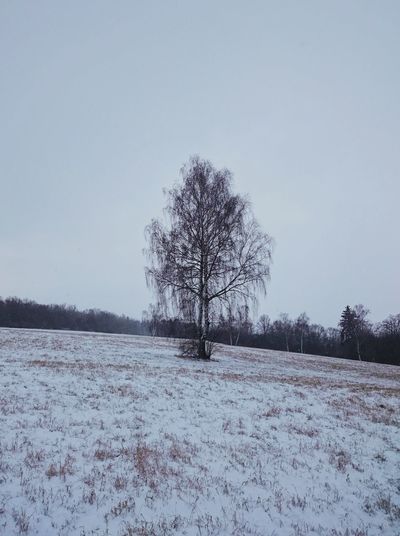 Bare tree on field against clear sky during winter
