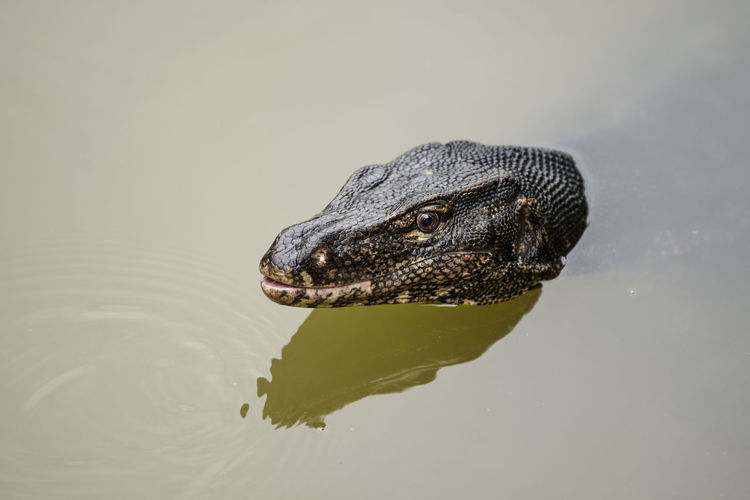 Close-up of monitor lizard swimming in water
