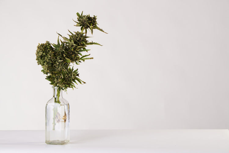 A bouquet of marijuana in a vase on a white background