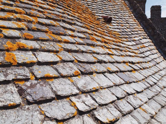 Lichen growing on roof tiles