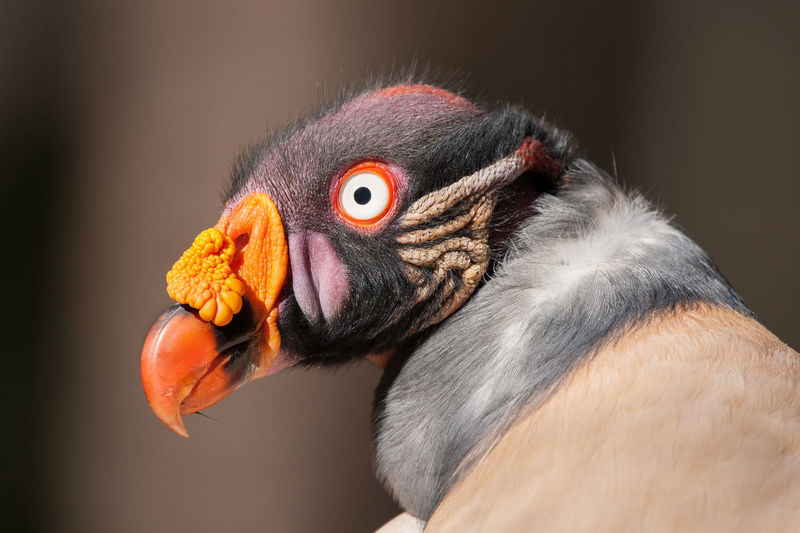 A portrait of a king vulture