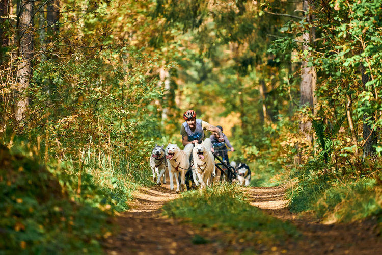 People riding dog on road in forest