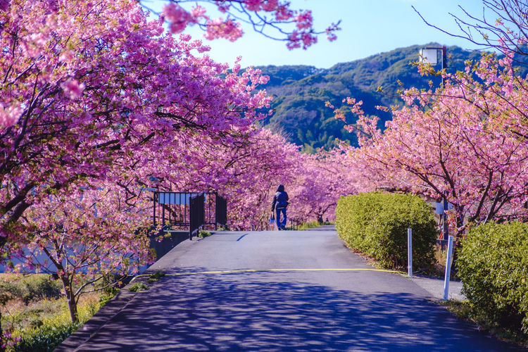 View of cherry blossoms on road amidst trees