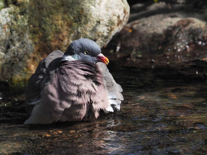 Close-up of pigeon on rock by lake