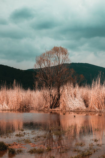 Scenic view of lake against sky