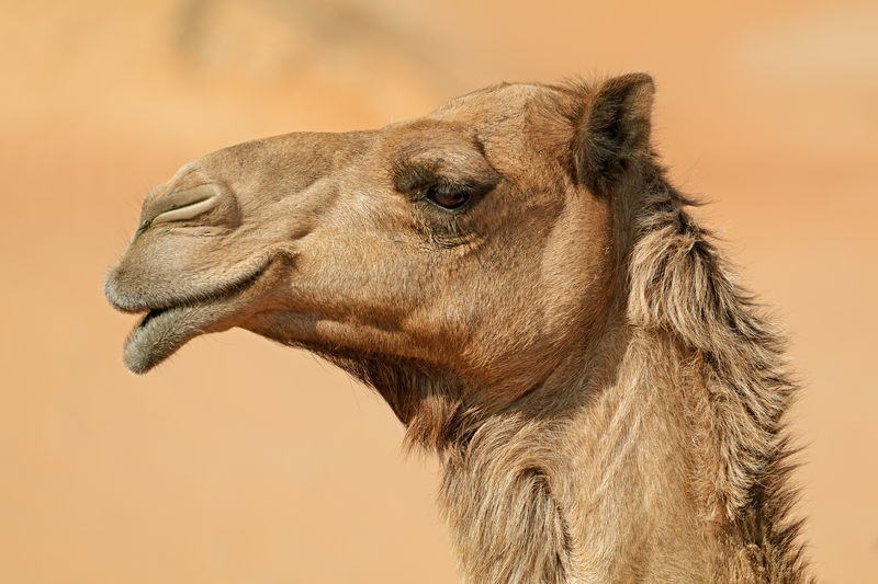 Close-up portrait of a one-humped camel -camelus dromedarius, arabian peninsula