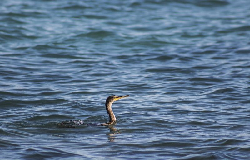 View of a duck swimming in lake