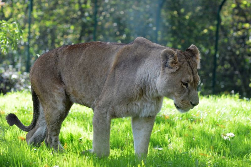 Lion standing on field in forest