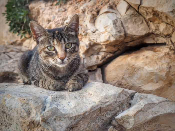 Portrait of cat sitting on rock