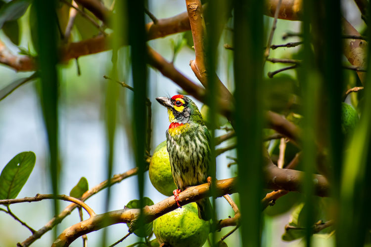 The coppersmith barbet, is an asian barbet with crimson forehead and throat,