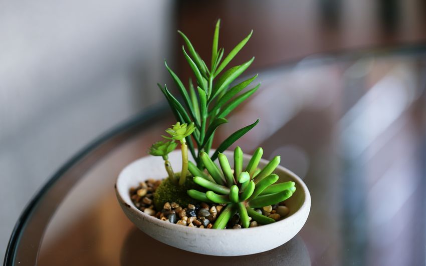 High angle view of green cactus potted plant on table