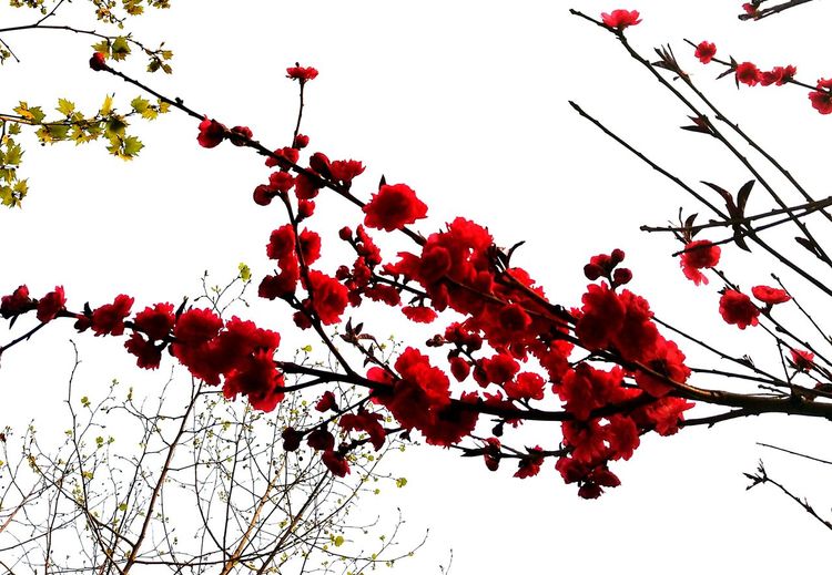 Low angle view of red blossoms in spring against sky