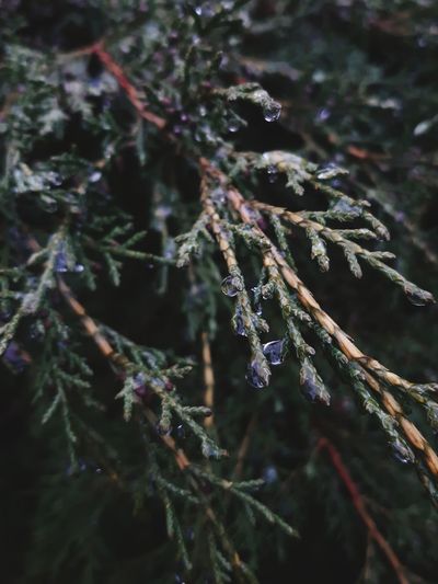 Close-up of frost on branch
