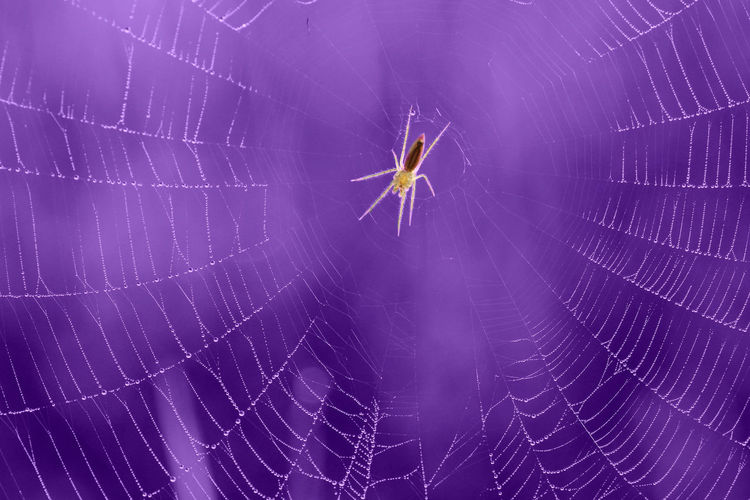 Close-up of spider web