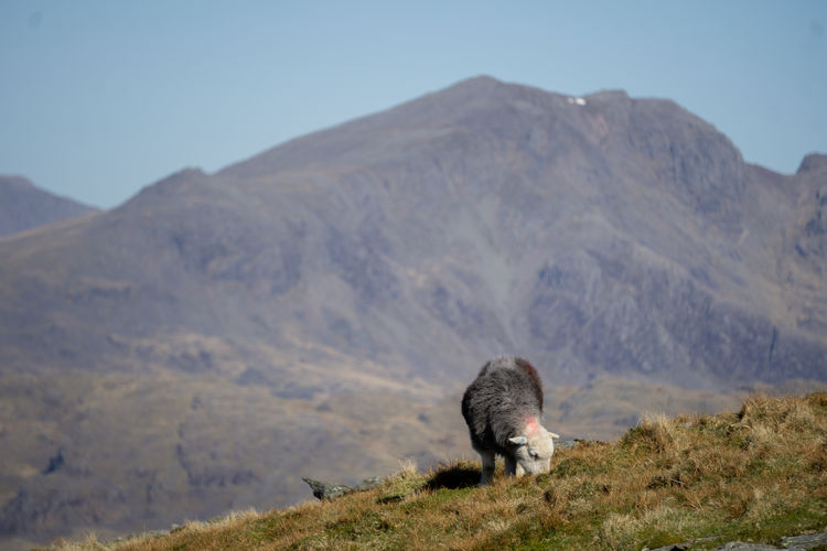 View of a sheep on mountain landscape