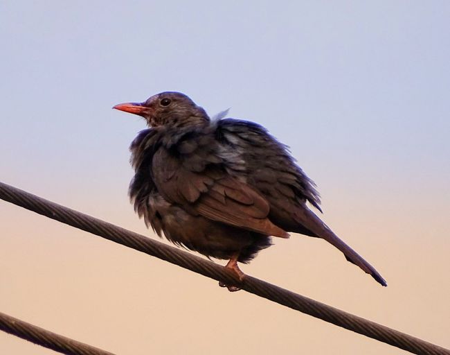 Blackbird in the morning