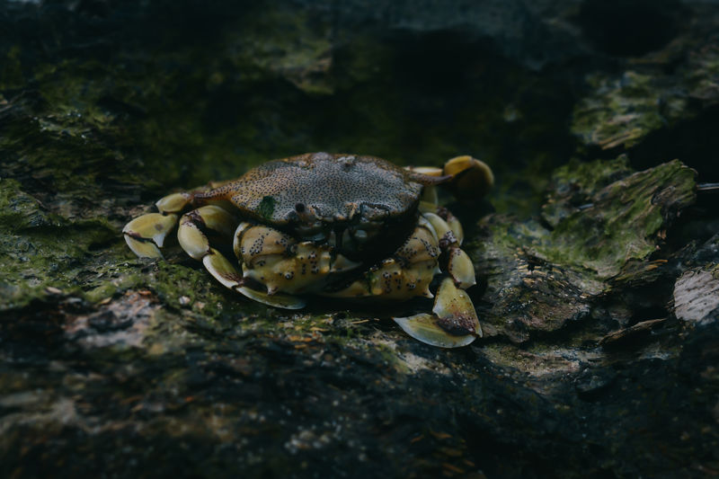 Close-up of live crab sits on vintage stone