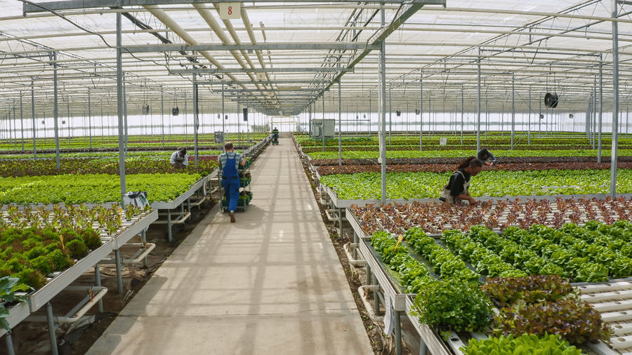 High angle view of people walking in greenhouse