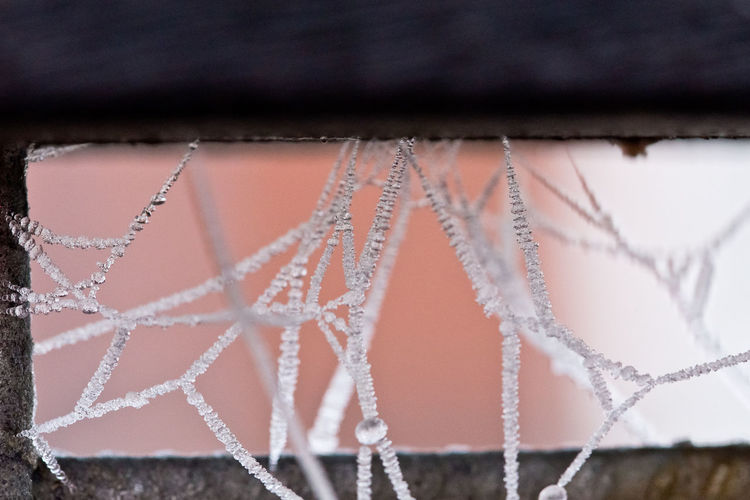 Close-up of frozen hanging on rope against wall