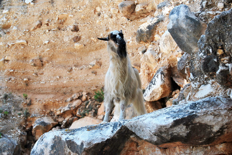 Portrait of a goat on rocks