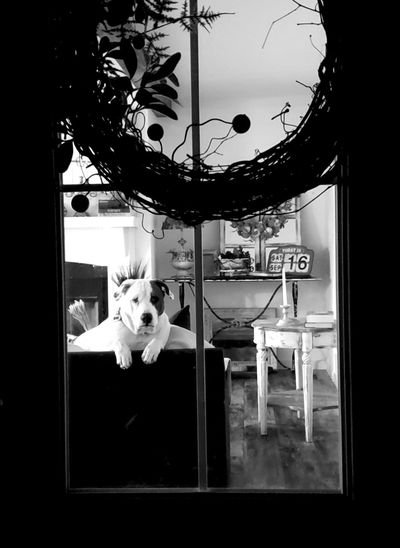 View of dog sitting in glass window