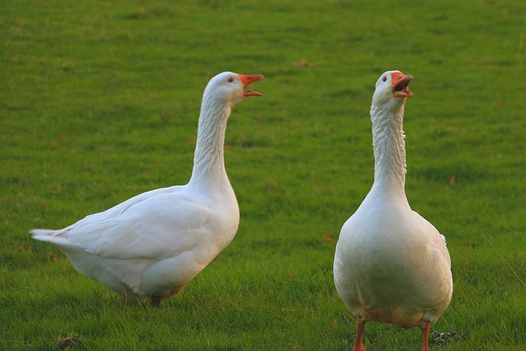 Close-up of white geese on grassy field