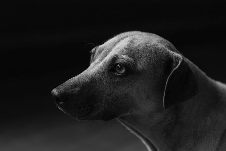 Close-up of dog against black background