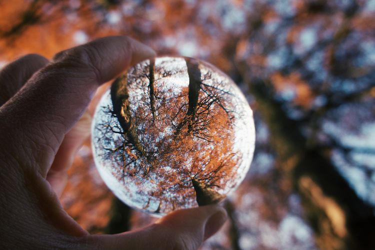 Close-up of hand holding crystal ball against trees during autumn 