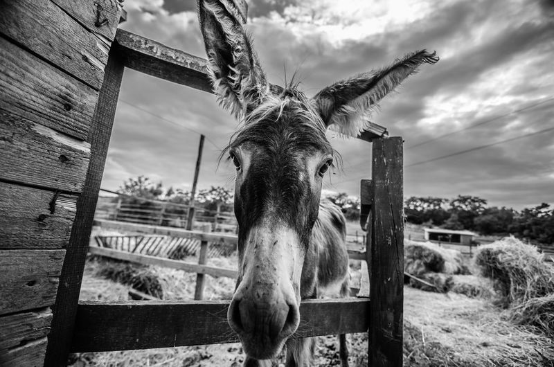 Portrait of donkey standing on field against cloudy sky