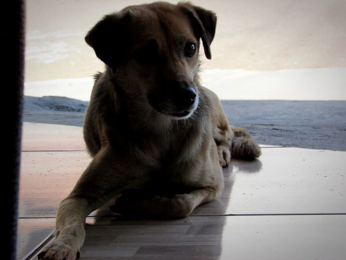 Portrait of dog sitting on floor