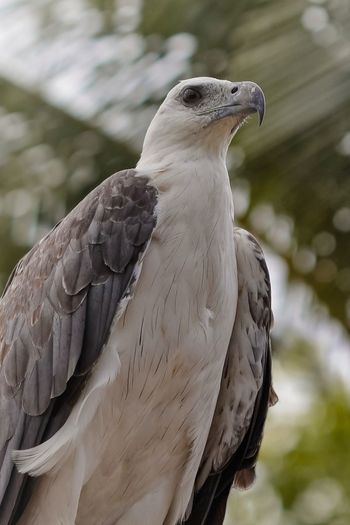 Close-up of eagle perching