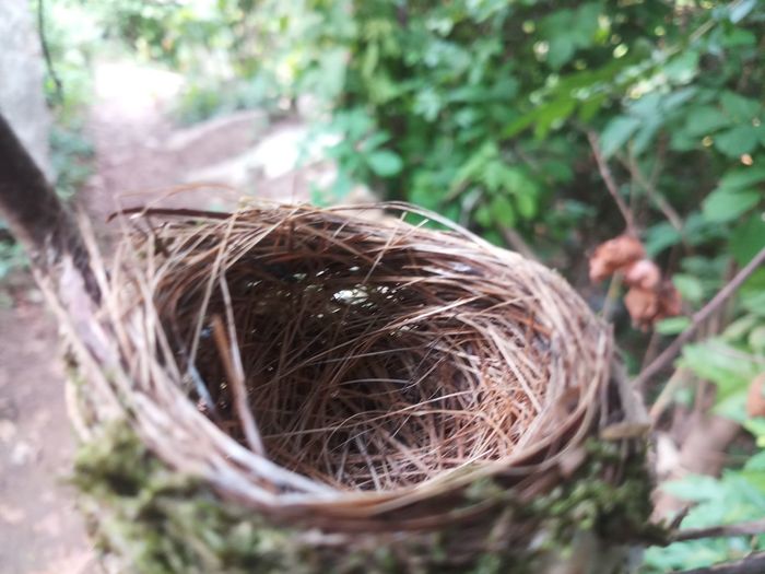 Close-up of plant in nest