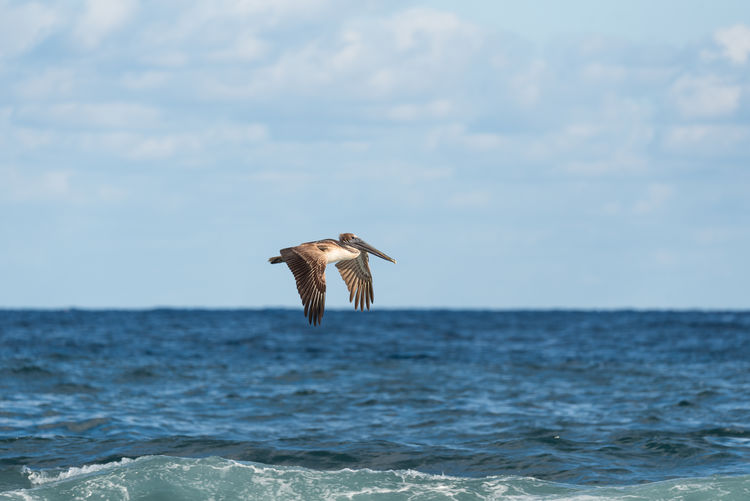 Pelican flying over sea against sky