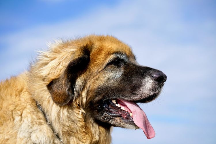 Close-up of dog looking away