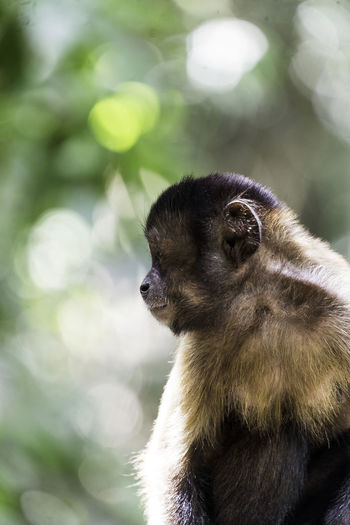 Close-up of monkey on tree