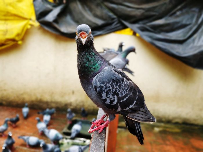 Close-up of pigeon without beak